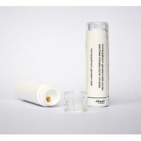 Thuja occidentalis D30 van Homeoden Heel