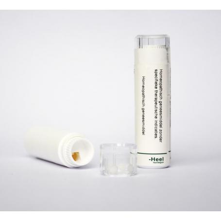 Juglans regia 10MK van Homeoden Heel