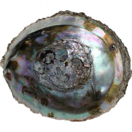Abalone schelpen van Alchemia