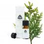 Thuja wild van CHI