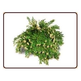 AOV 1142 Gaba 200mg (60 capsules) van AOV