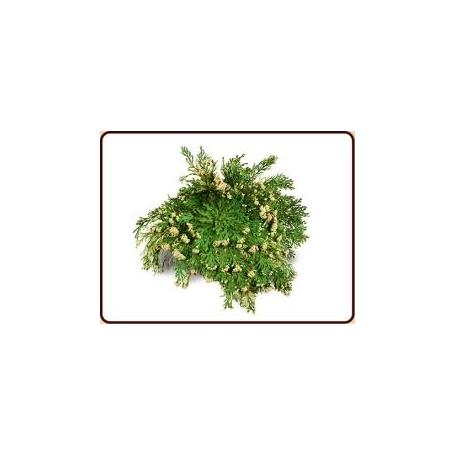 Roos van Jericho van Ruben Robijn