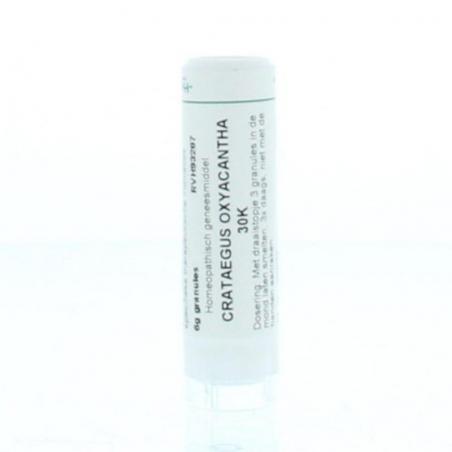 Crataegus oxyacantha 30K van Homeoden Heel