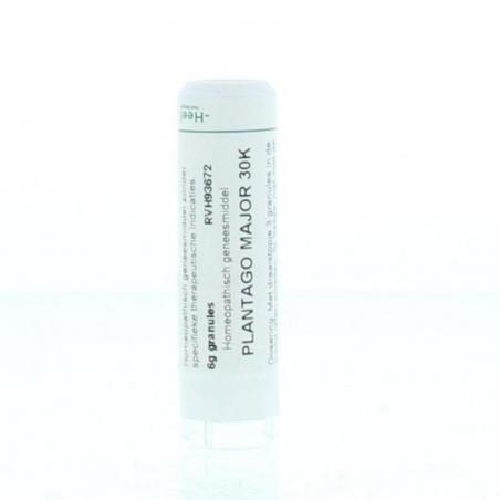 Plantago major 30K van Homeoden Heel