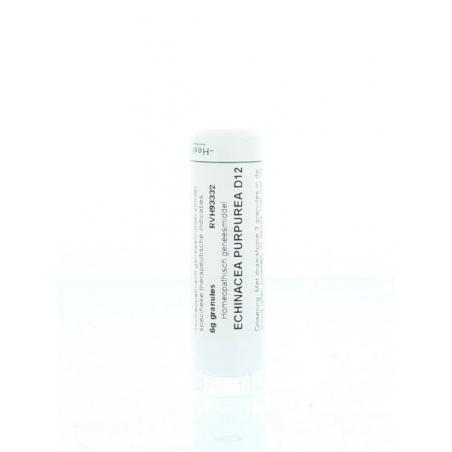 Echinacea purpurea D12 van Homeoden Heel