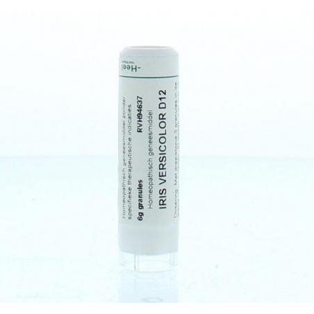 Iris versicolor D12 van Homeoden Heel