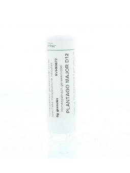 Thuja occidentalis D6 van Homeoden Heel