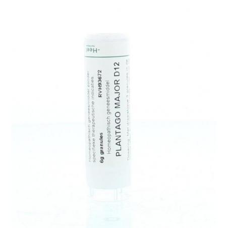 Plantago major D12 van Homeoden Heel