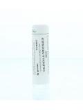 Calendula officinalis 30CH van Homeoden Heel