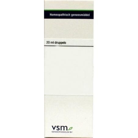 Equisetum hyemale D6 van VSM