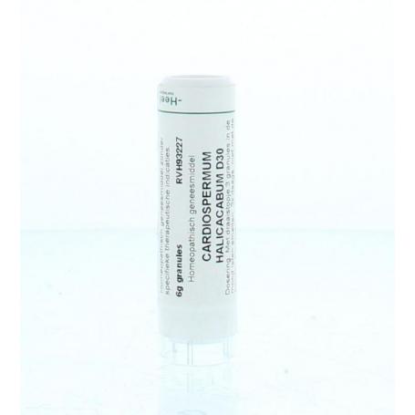 Cardiospermum halicacabum D30 van Homeoden Heel