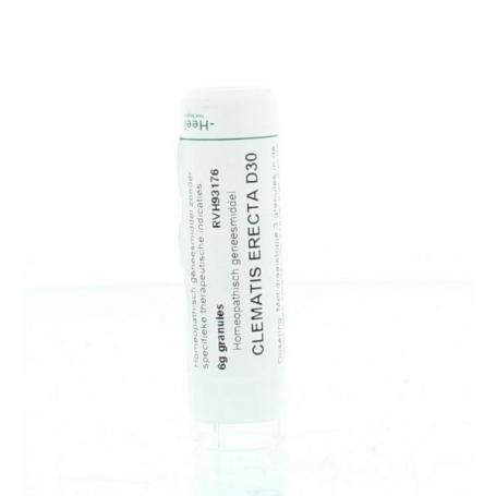 Clematis erecta D30 van Homeoden Heel