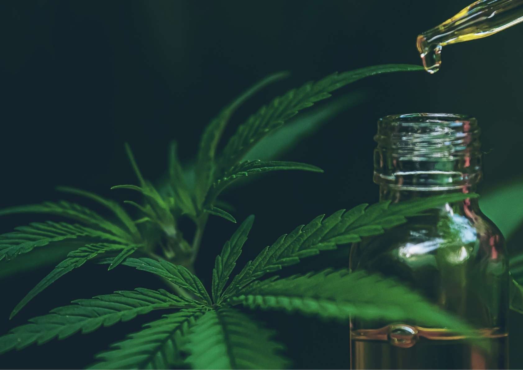 Wat is CBD olie en hoe werkt het? 